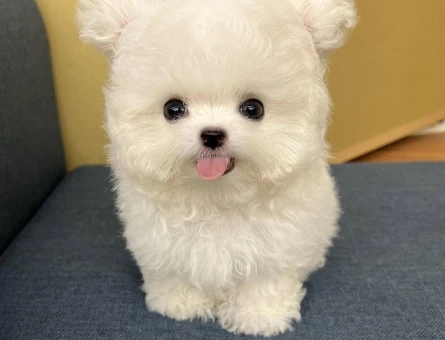 renk renk maltipoo yavrular - 7501