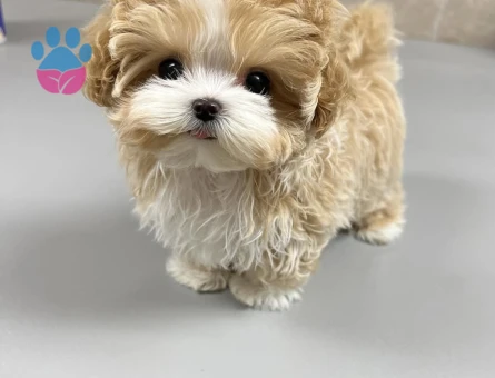 renk renk maltipoo yavrular - 7501 - Görsel 3