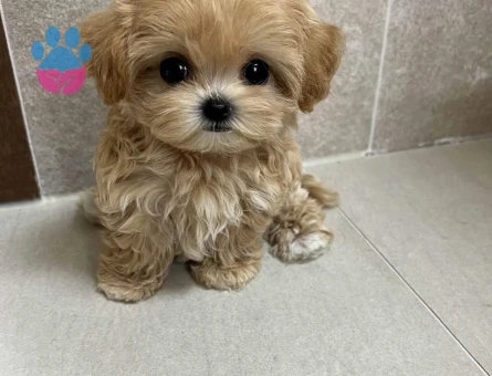 renk renk maltipoo yavrular - 7501 - Görsel 4