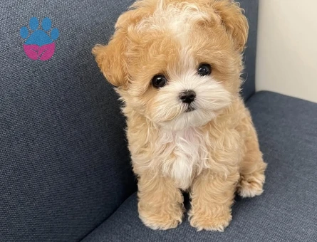 renk renk maltipoo yavrular - 7501 - Görsel 5