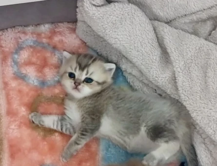 Çok tatlı sıcakkanlı maviş gözlü minnak kız