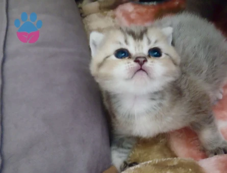 Çok tatlı sıcakkanlı maviş gözlü minnak kız