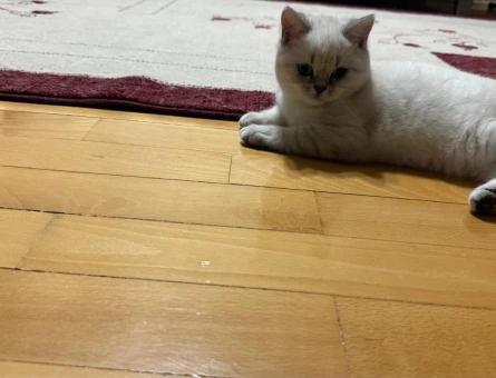 British Safkan Yavrular