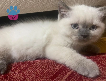 British Safkan Yavrular