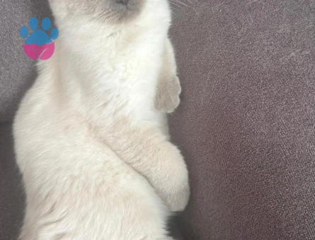 British Safkan Yavrular