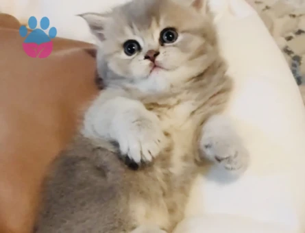 Safkan iran persian ve british shorthair bebekler