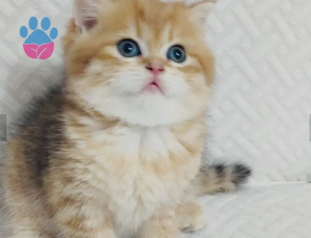 Safkan iran persian ve british shorthair bebekler