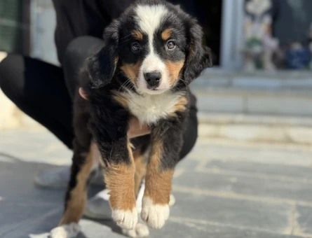 Show kalite bernese dog yavrularımız - 11431