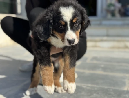 Show kalite bernese dog yavrularımız - 11431 - Görsel 3