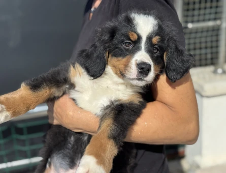 Show kalite bernese dog yavrularımız - 11431 - Görsel 4