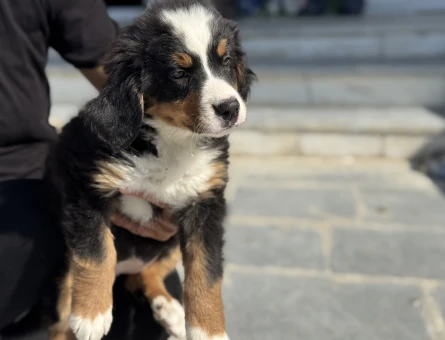Show kalite bernese dog yavrularımız - 11431 - Görsel 5