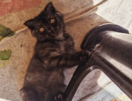 1 yaşında Scottish Fold Dişi - 10969 - Görsel 2