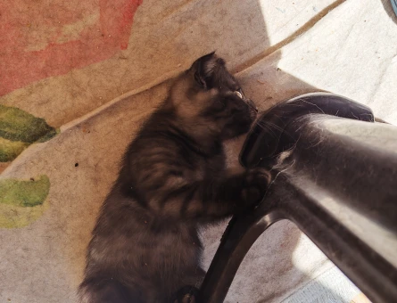 1 yaşında Scottish Fold Dişi - 10969 - Görsel 3