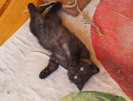 1 yaşında Scottish Fold Dişi - 10969 - Görsel 4