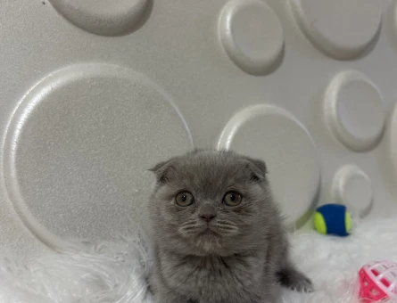 Lilac Scottish Fold Erkek Yavru – 2 Aylık - 10974