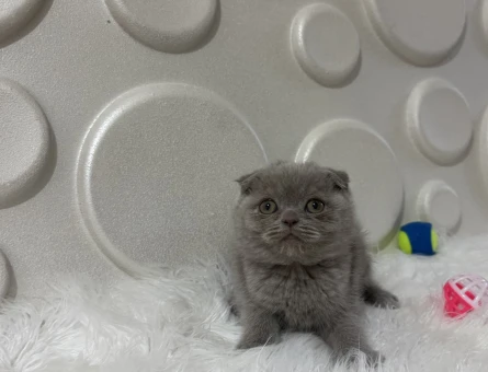 Lilac Scottish Fold Erkek Yavru 2 Aylık - 10974 - Görsel 3