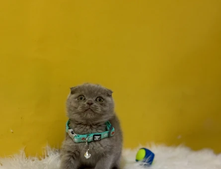 Safkan Bebeğimiz Scottish Fold Lilac - 10983