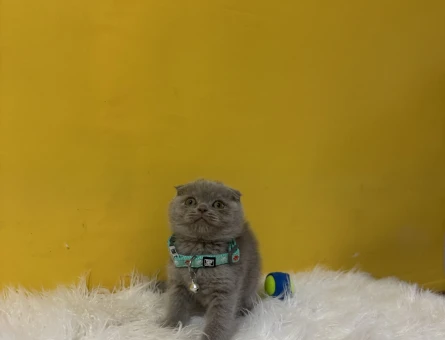 Safkan Bebeğimiz Scottish Fold Lilac - 10983 - Görsel 3