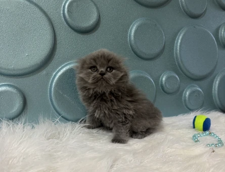 Scottish Longhair Yavrumuz 2 Aylık - 10993