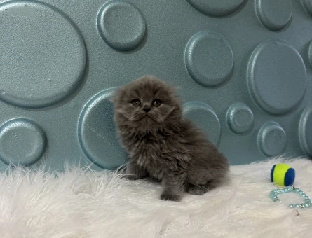 Scottish Longhair Yavrumuz 2 Aylık - 10993 - Görsel 3
