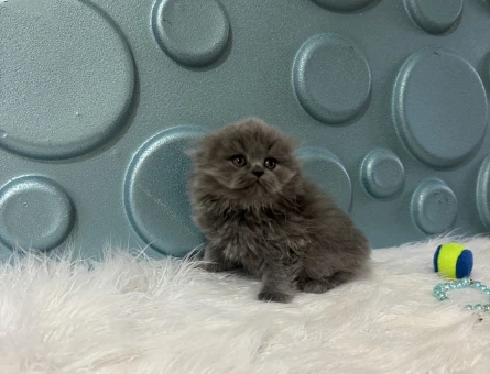 Scottish Longhair Yavrumuz 2 Aylık - 10993 - Görsel 4