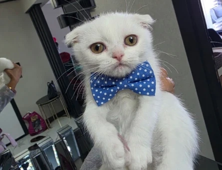 Scottish Fold Minnoşum teslime hazır - 11258