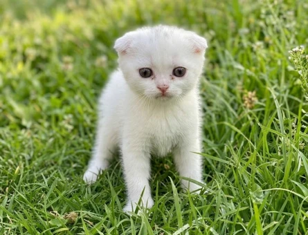 Scottish Fold Minnoşum teslime hazır - 11258 - Görsel 3