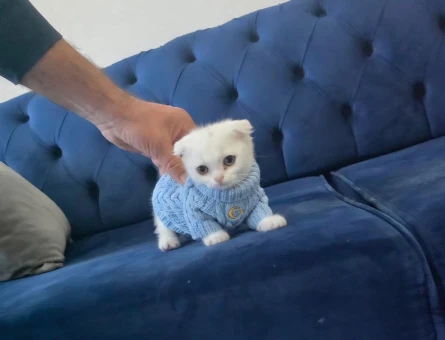 Scottish Fold Minnoşum teslime hazır - 11258 - Görsel 5