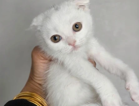 Scottish Fold Teslime hazır minnoşum - 11285