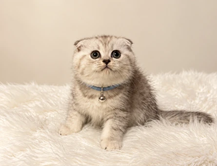 Scottish Fold Silver Erkek Yavrumuz 2 Aylık - 11608 - Görsel 3