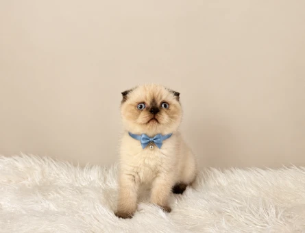 Scottish Fold Çikolata Point Erkek 2 Aylık - 11613
