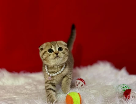 Topaç Kafa Scottish Fold Tabby Yavrumuz - 11615
