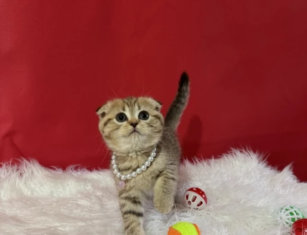 Topaç Kafa Scottish Fold Tabby Yavrumuz - 11615 - Görsel 3