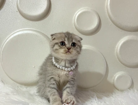 Scottish Fold Silver Güzel Kızımız 2 Aylık - 11616
