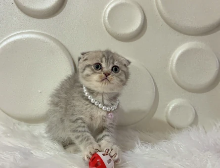 Scottish Fold Silver Güzel Kızımız 2 Aylık - 11616 - Görsel 3