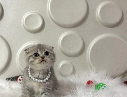 Scottish Fold Silver Güzel Kızımız 2 Aylık - 11616 - Görsel 4