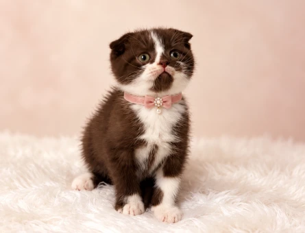Scottish Fold Çikolata Bicolor Dişi Yavrumuz - 11629 - Görsel 3