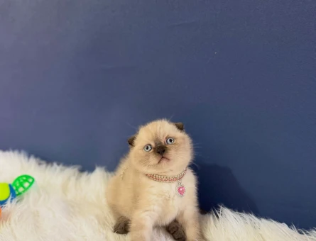 Scottish Fold Çikolata Point 2 Aylık Dişi - 11632