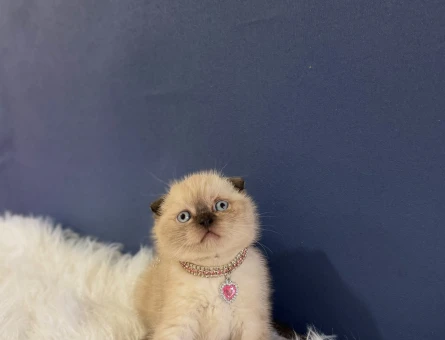Scottish Fold Çikolata Point 2 Aylık Dişi - 11632 - Görsel 3