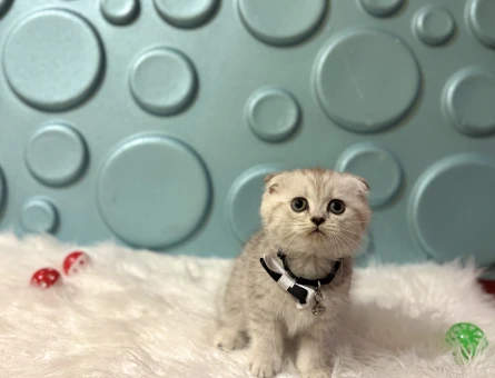 Silver Scottish Fold Erkek Yavrumuz 2 Aylık - 11693