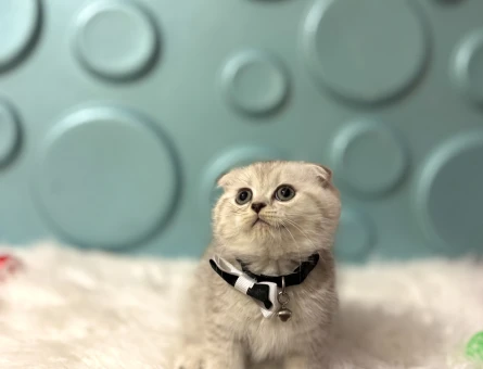 Silver Scottish Fold Erkek Yavrumuz 2 Aylık - 11693 - Görsel 3