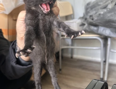 2-3 haftalık iki tane yavru kedi - 11231