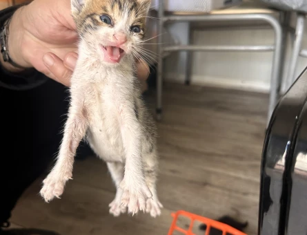 23 haftalık iki tane yavru kedi - 11231 - Görsel 3