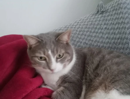 Ev kedisi sahiplenin lütfen - 11257 - Görsel 4
