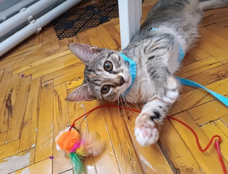 Yavru kedi sahiplendirme - 11262 - Görsel 4