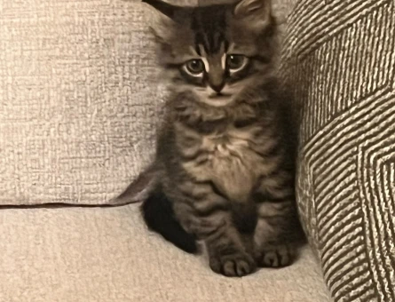 2 aylık tekir kedi erkek - 11273 - Görsel 3