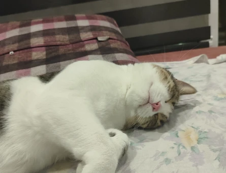 Sevgi dolu ve çok uysal 5 yaşında tekir erkek kedi - 11284