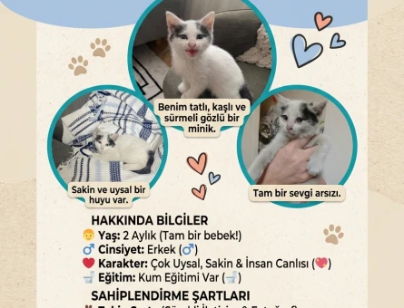 Tekir Kedime Yuva Arıyorum - 11463