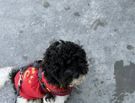 yavru köpek - 10855