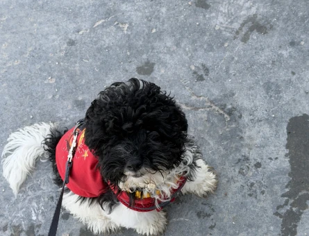 yavru köpek - 10855 - Görsel 4